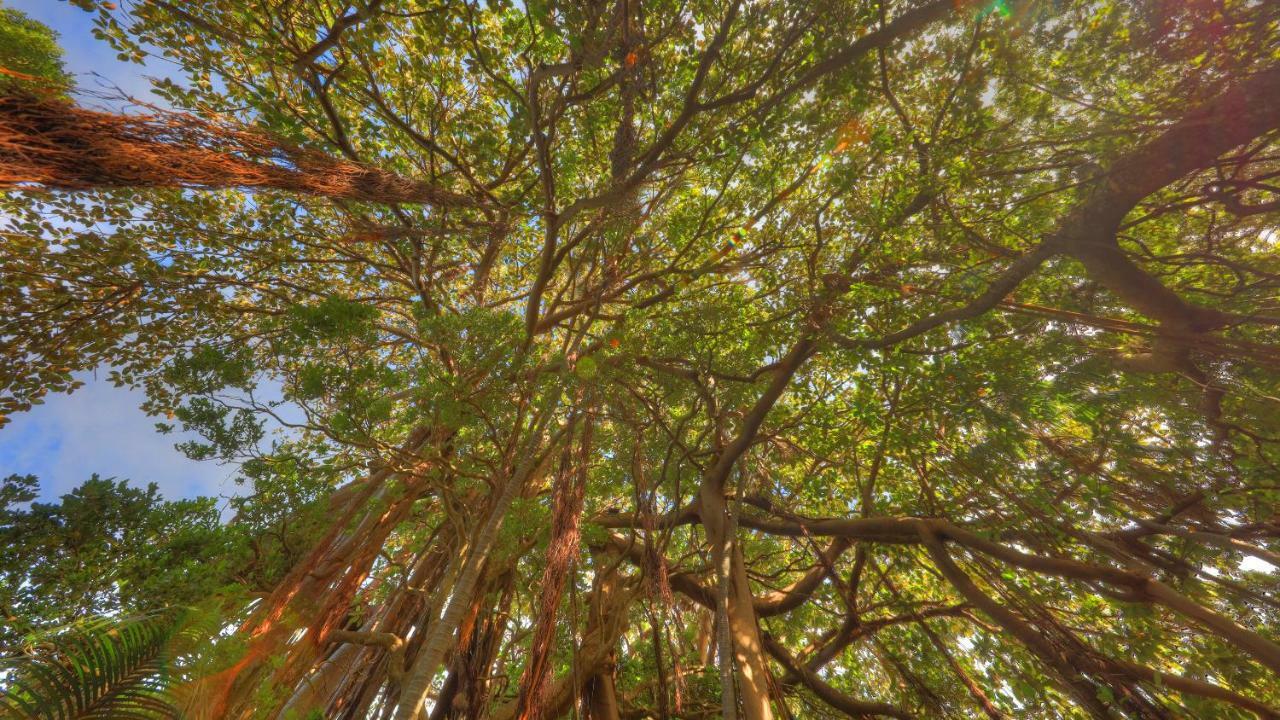 The Broken Banyan Apartment Lord Howe Island Екстериор снимка