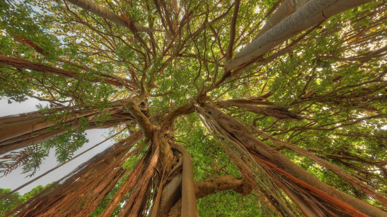 The Broken Banyan Apartment Lord Howe Island Екстериор снимка